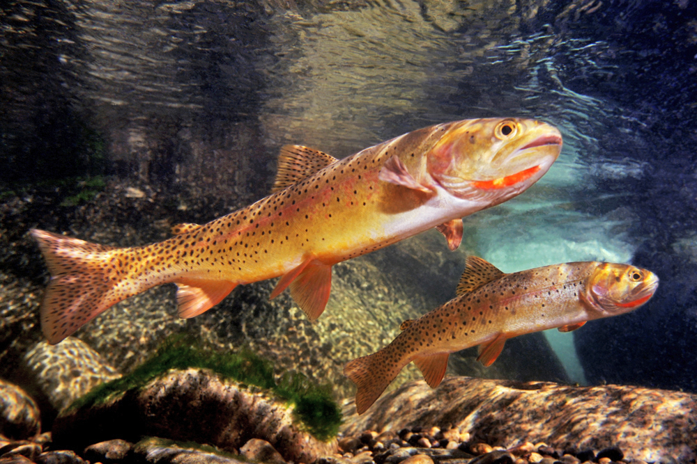 Photography: Yellowstone and its Cutthroat Trout | Hatch Magazine